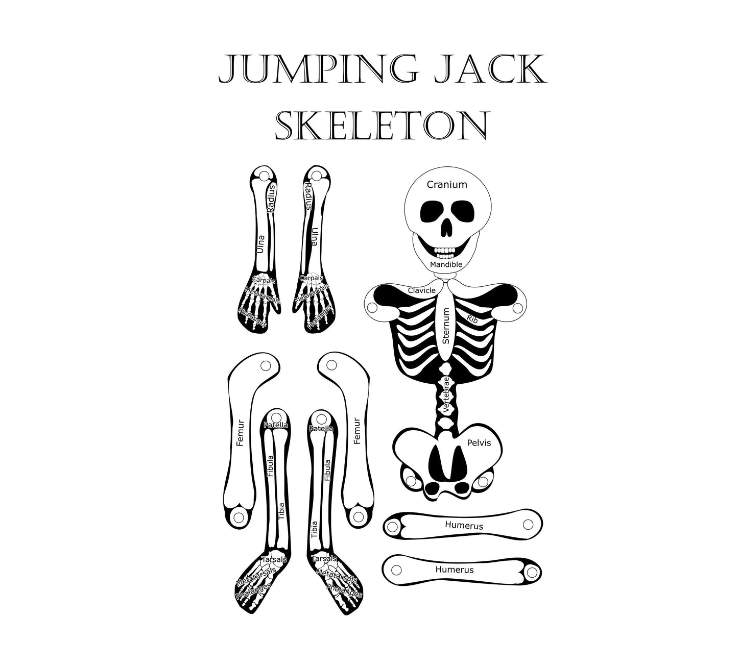 Jumping Jack Skeleton Anatomy Craft