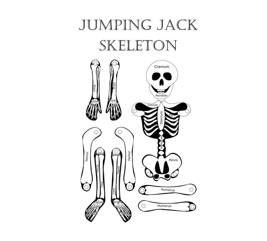 Jumping Jack Skeleton Anatomy Craft